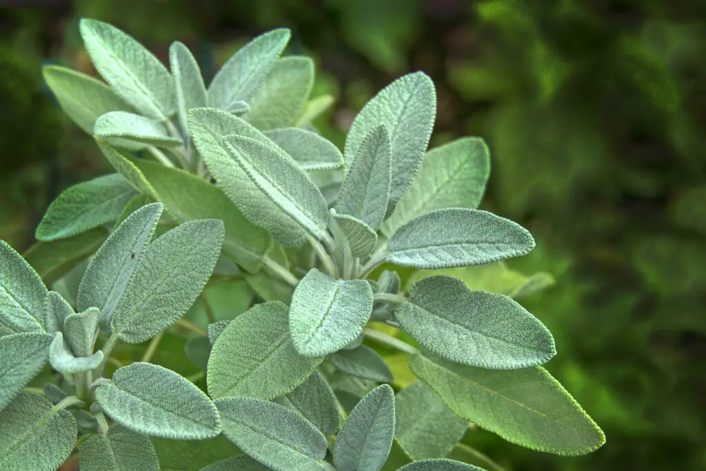 Fresh sage leaves