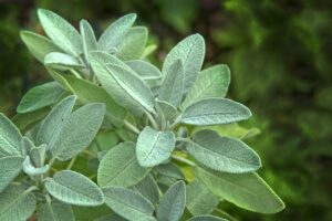 What Can I Use Instead of Sage?