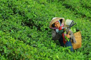 Someone picking tea leaves