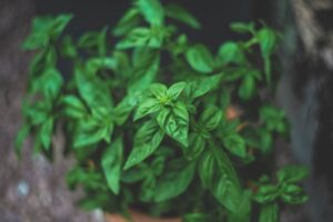 Fresh basil plant.