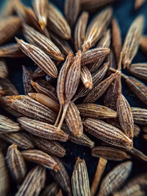 Cumin seeds