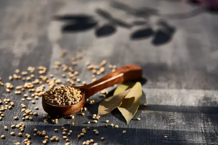 Coriander seeds