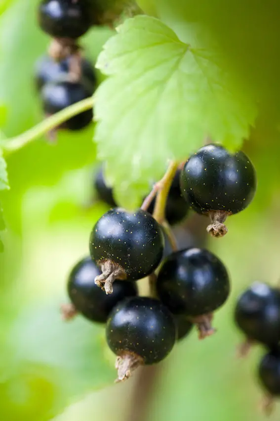 Blackcurrant on a branch vertical