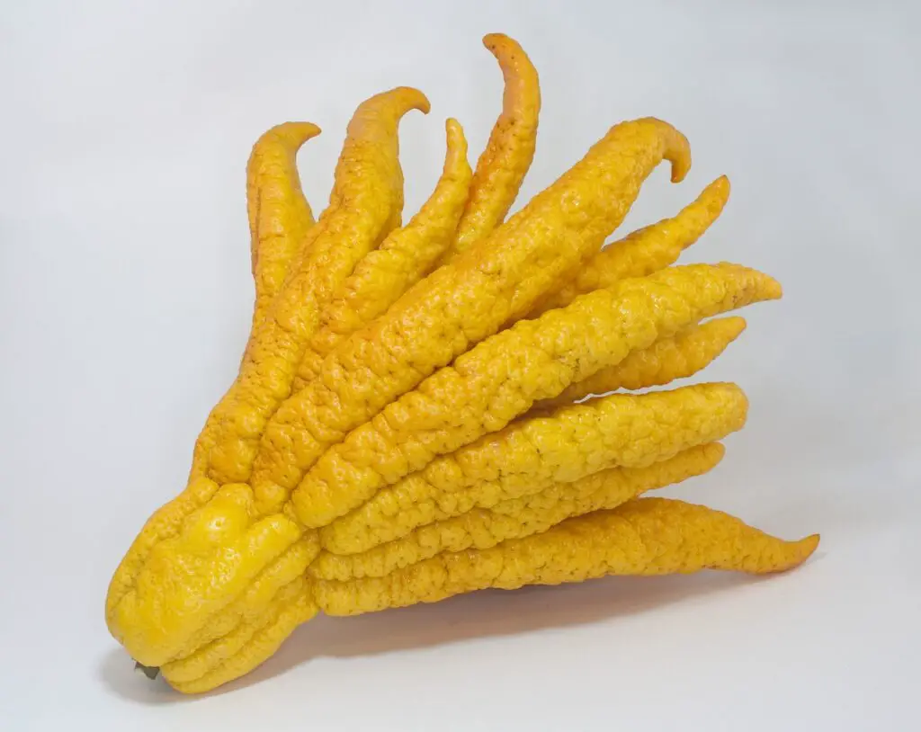 Buddha’s Hand (fruit)