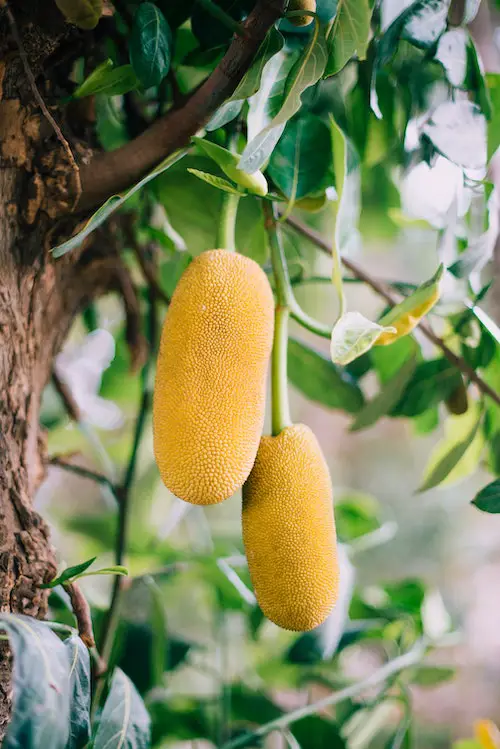 Jackfruit