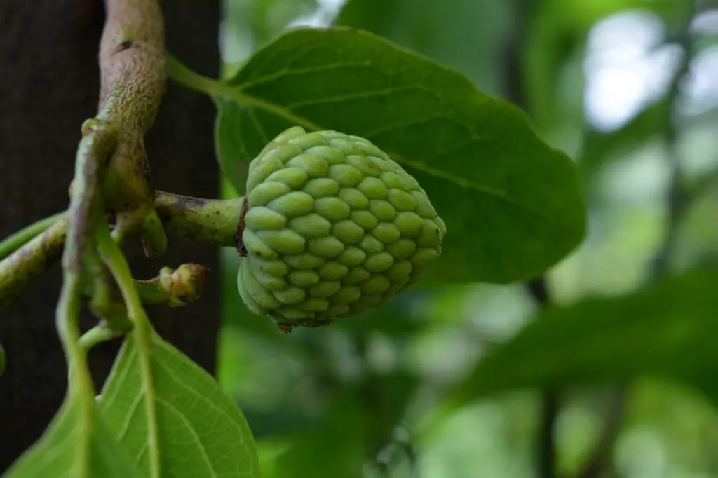 Cherimoya on the branch