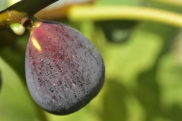 Fig on a branch