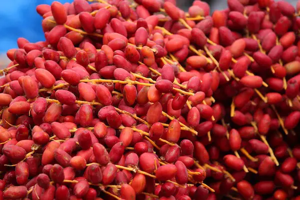 Fresh dates, the fruit
