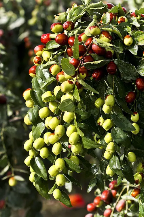 Jujube fruit on stem