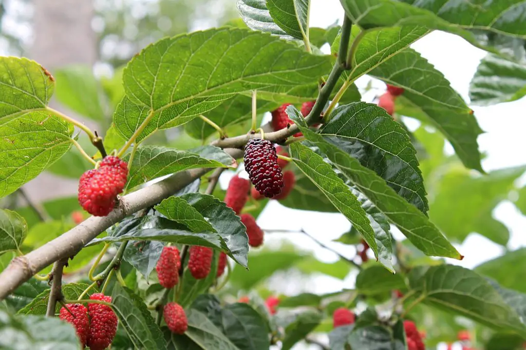Mulberries on a branch