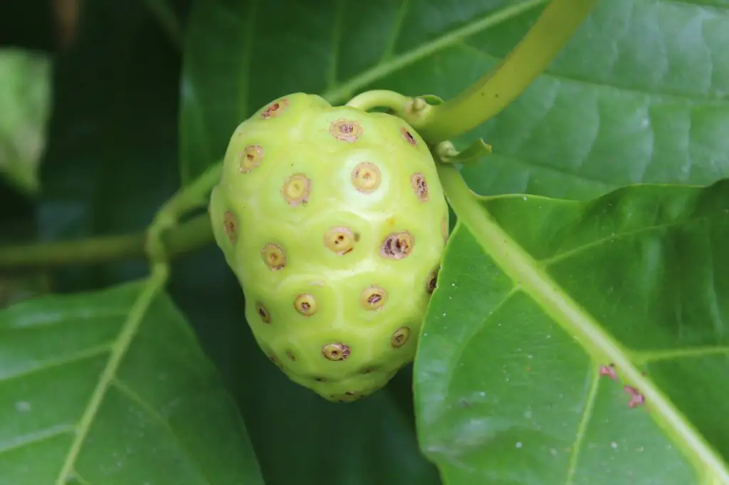 Noni on a branch