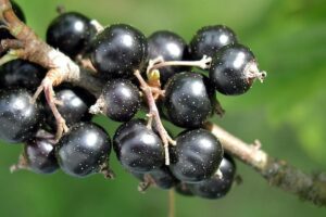 What Does Blackcurrant Taste Like?