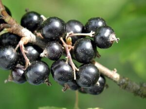 Blackcurrant on a branch
