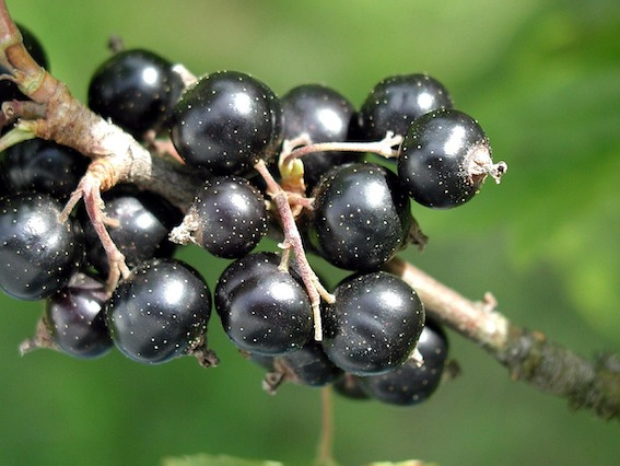 Blackcurrent on a branch